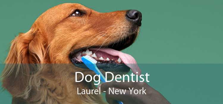 Dog Dentist Laurel - New York