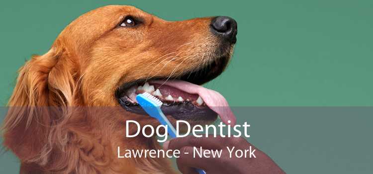 Dog Dentist Lawrence - New York