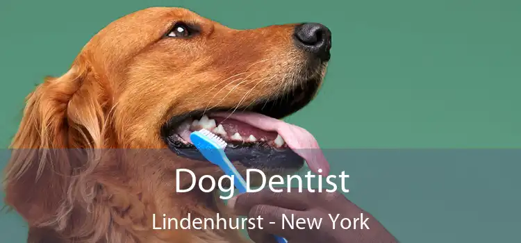 Dog Dentist Lindenhurst - New York