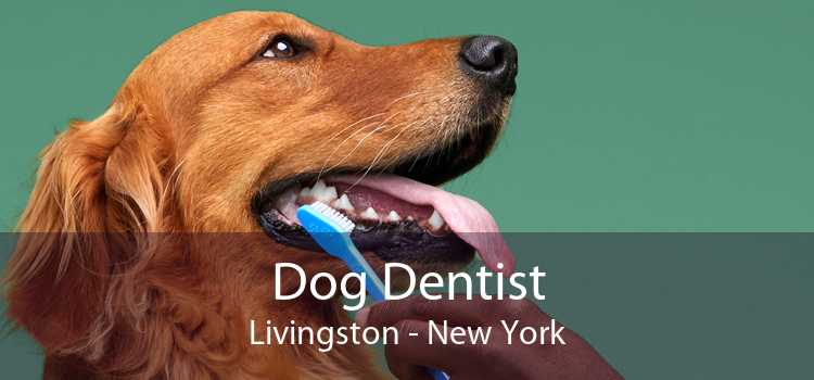 Dog Dentist Livingston - New York