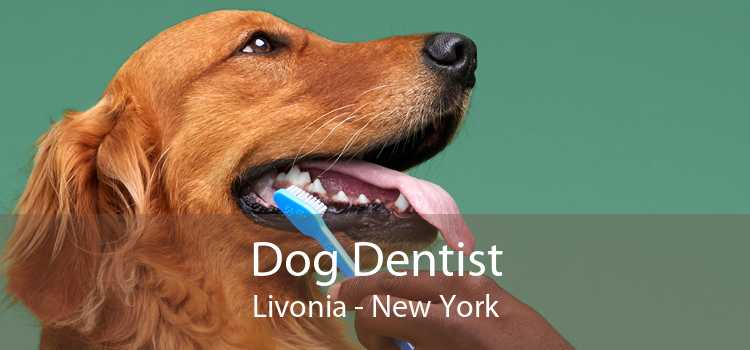 Dog Dentist Livonia - New York