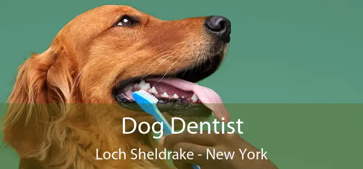 Dog Dentist Loch Sheldrake - New York