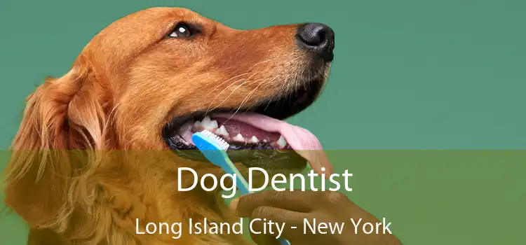 Dog Dentist Long Island City - New York