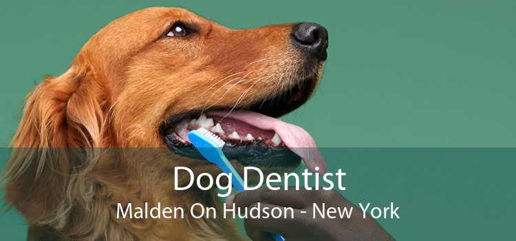 Dog Dentist Malden On Hudson - New York