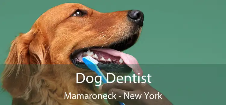 Dog Dentist Mamaroneck - New York