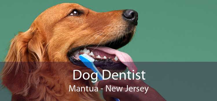 Dog Dentist Mantua - New Jersey