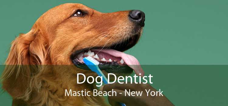 Dog Dentist Mastic Beach - New York