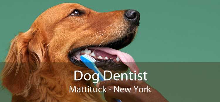 Dog Dentist Mattituck - New York