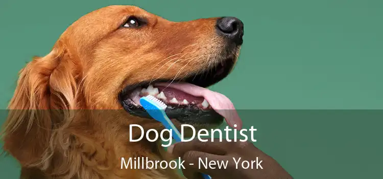 Dog Dentist Millbrook - New York