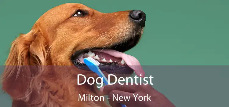Dog Dentist Milton - New York