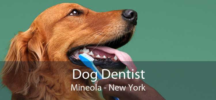 Dog Dentist Mineola - New York