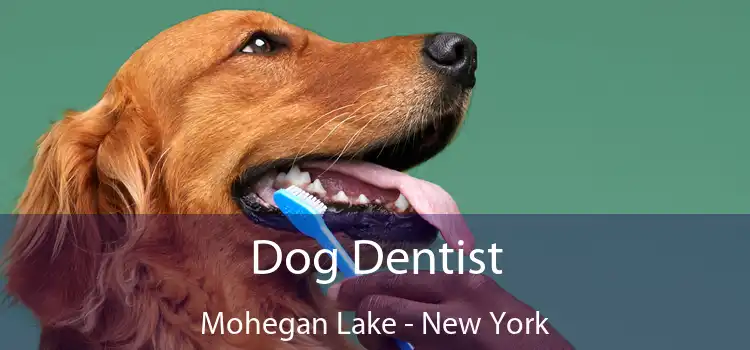 Dog Dentist Mohegan Lake - New York