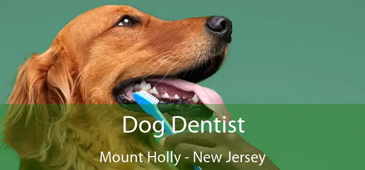 Dog Dentist Mount Holly - New Jersey