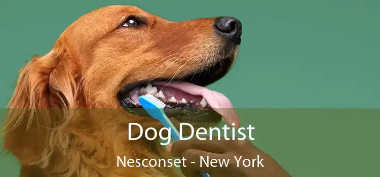 Dog Dentist Nesconset - New York