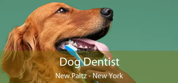 Dog Dentist New Paltz - New York