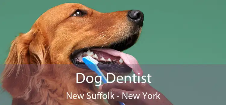 Dog Dentist New Suffolk - New York