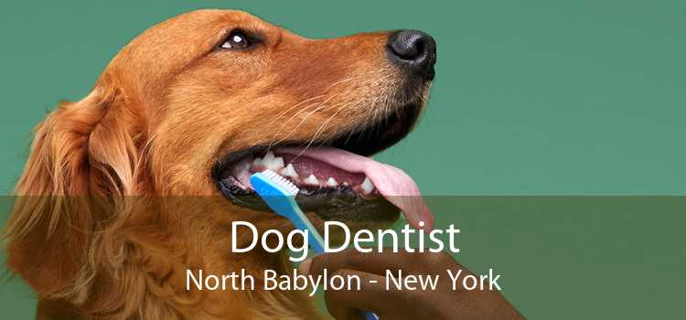 Dog Dentist North Babylon - New York