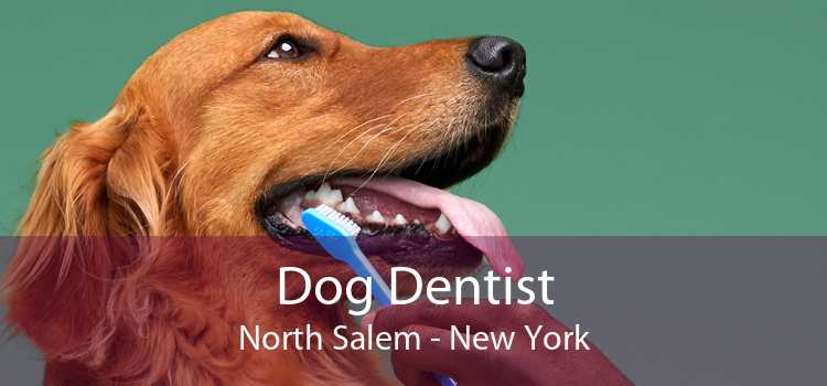 Dog Dentist North Salem - New York