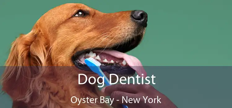 Dog Dentist Oyster Bay - New York