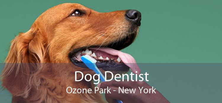 Dog Dentist Ozone Park - New York