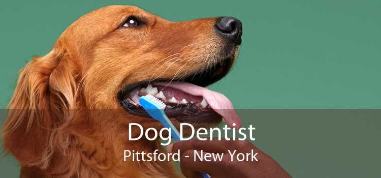 Dog Dentist Pittsford - New York