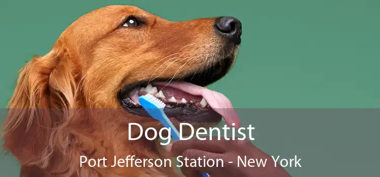 Dog Dentist Port Jefferson Station - New York