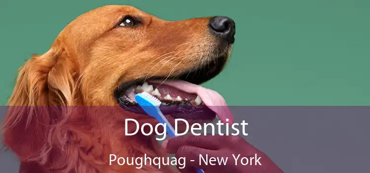 Dog Dentist Poughquag - New York