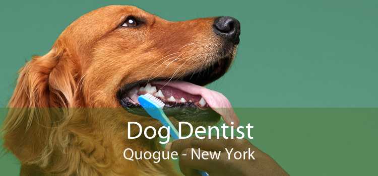 Dog Dentist Quogue - New York