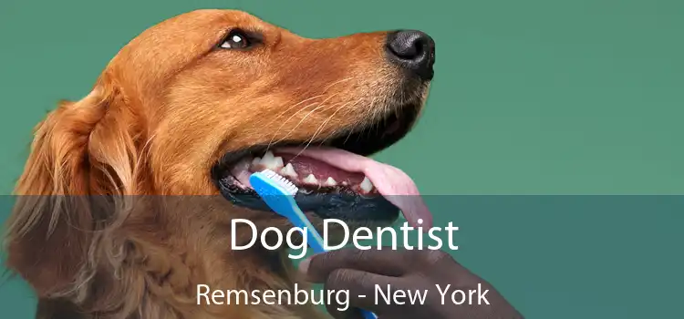 Dog Dentist Remsenburg - New York