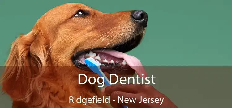Dog Dentist Ridgefield - New Jersey