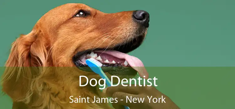 Dog Dentist Saint James - New York