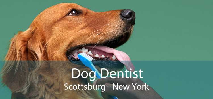 Dog Dentist Scottsburg - New York