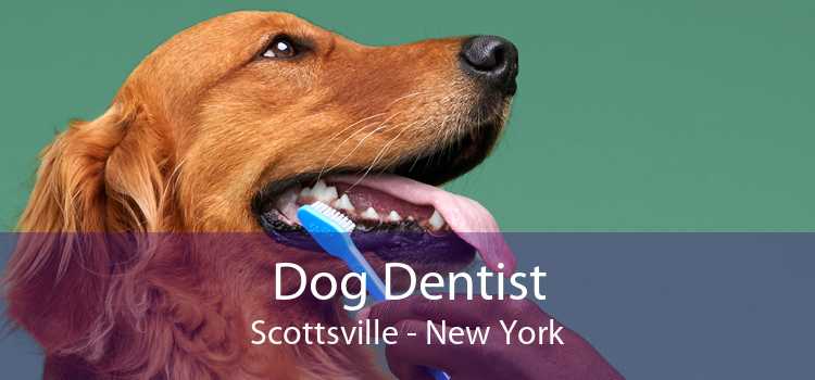 Dog Dentist Scottsville - New York