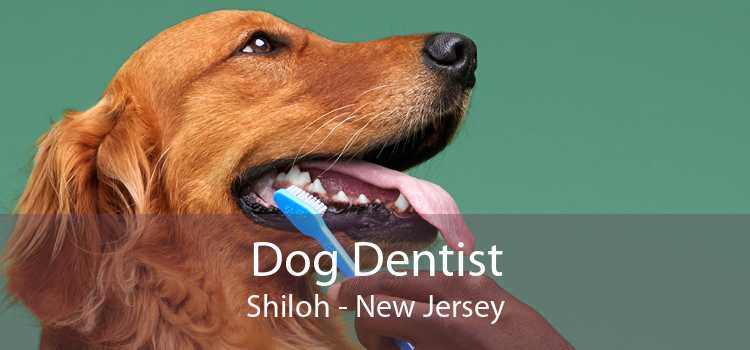 Dog Dentist Shiloh - New Jersey