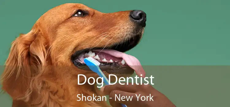Dog Dentist Shokan - New York