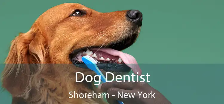 Dog Dentist Shoreham - New York