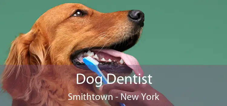 Dog Dentist Smithtown - New York
