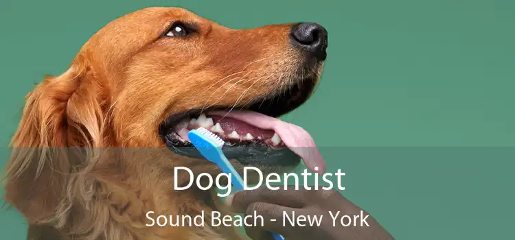 Dog Dentist Sound Beach - New York
