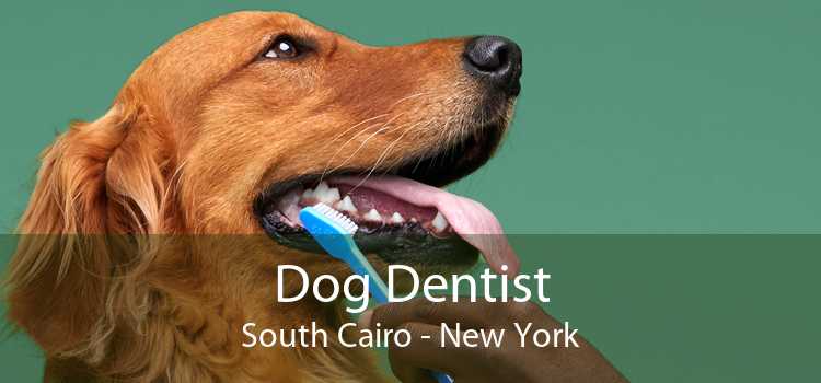 Dog Dentist South Cairo - New York