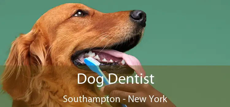 Dog Dentist Southampton - New York
