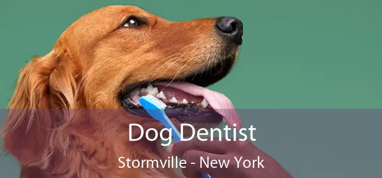 Dog Dentist Stormville - New York