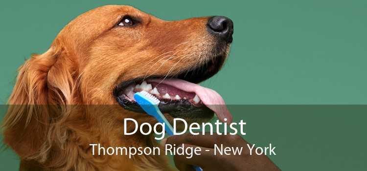 Dog Dentist Thompson Ridge - New York