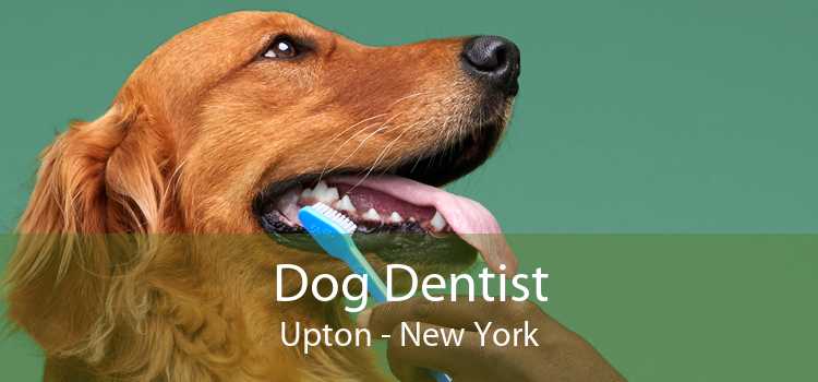 Dog Dentist Upton - New York