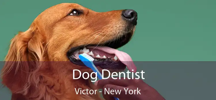 Dog Dentist Victor - New York