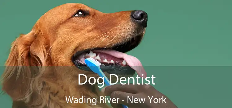 Dog Dentist Wading River - New York