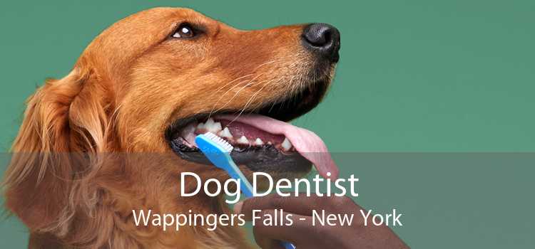 Dog Dentist Wappingers Falls - New York