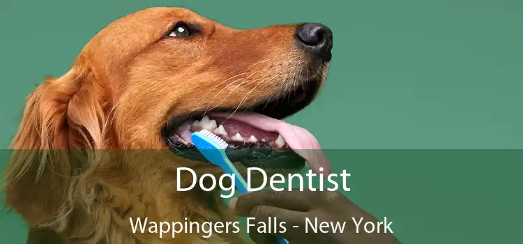 Dog Dentist Wappingers Falls - New York