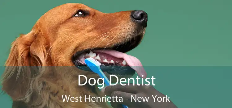 Dog Dentist West Henrietta - New York