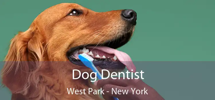 Dog Dentist West Park - New York