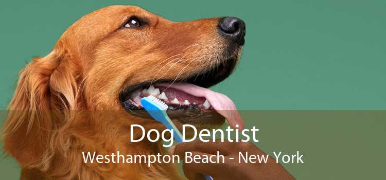 Dog Dentist Westhampton Beach - New York